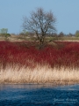 038_Biebrza - kwiecien 2010